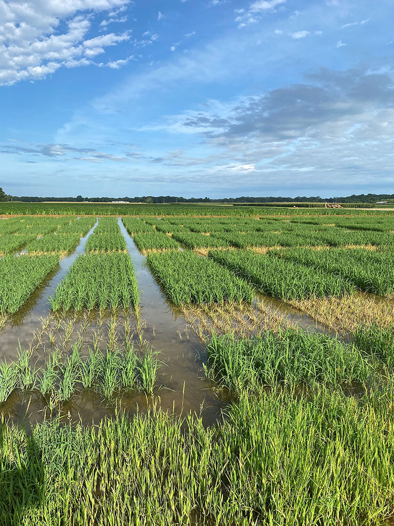 Plant pathologist studies disease in flooded and row rice